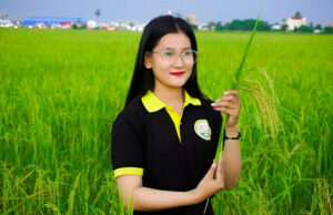 Rice Field of ADK Rice